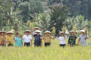 panen padi yang dilaksanakan di Kelurahan Woloan Dua Tomohon Barat