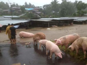 Ternak Babi di Leilem dan Sonder hanyut akibat banjir