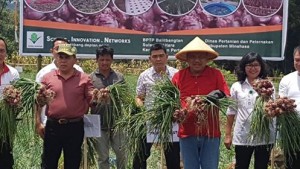 eksekutif handal Sulawesi Utara , bawang merah minahasa, bawang merah Lansuna, 