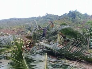 Bencana Minsel ,  Jalan Trans Sulawesi 