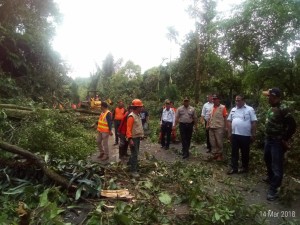 Sekretaris Kota Tomohon meninjau langsung pembersihan pohon di ruas Tomohon-Manado