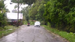 Pohon tumbang di ruas Tomohon-Tondano
