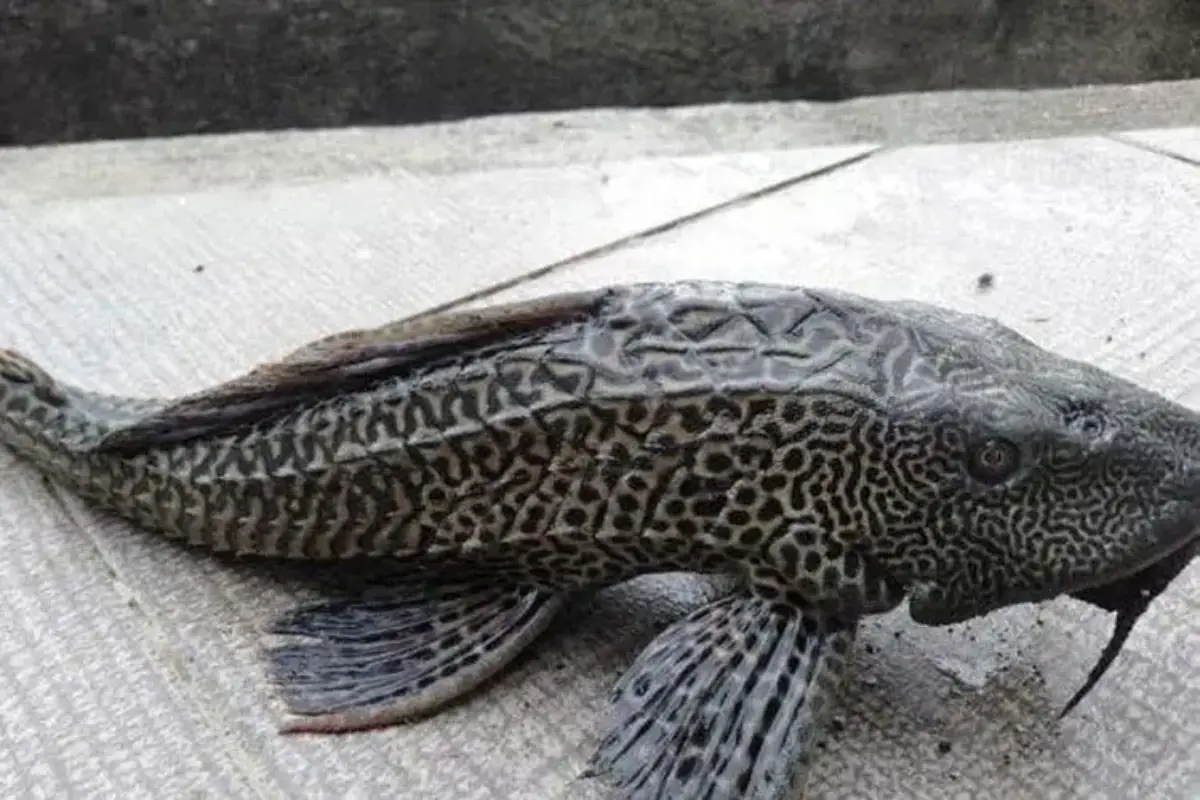 Dilema Ikan Sapu-sapu Jakarta: Antara Spesies Invasif dan Pembersih Limbah Alami