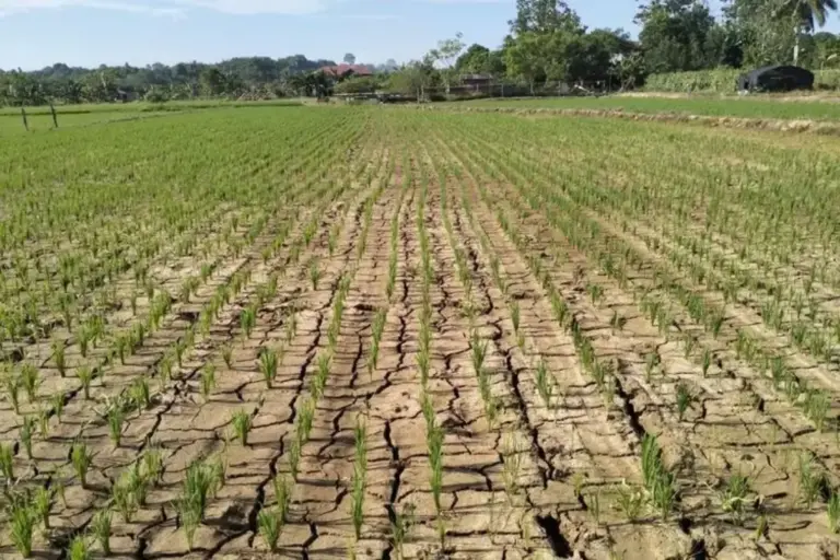 Mayoritas Wilayah Jawa Tengah Masuk Awal Musim Kemarau Mei 2026, Ini Daftarnya