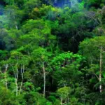 KADIN: Permenhut Baru Jadi Angin Segar Kembangkan Pasar Karbon Sukarela