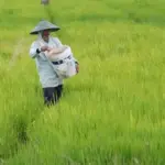 Asuransi Usaha Tani Padi Lindungi Petani dari Risiko Fenomena Iklim El Nino Godzilla