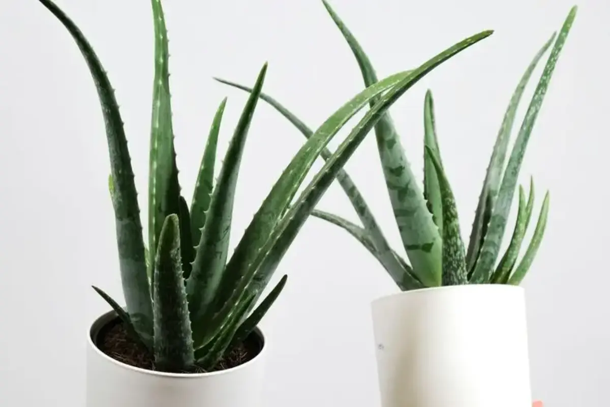 Tak Perlu Sering Pindah Pot, 7 Tanaman Hias Ini Lebih Suka Pot Sempit