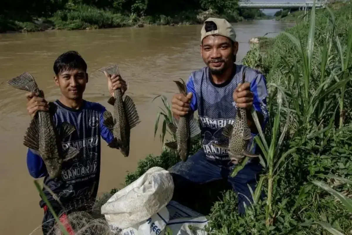 Dosen Perikanan Undip Ungkap Mengapa Ikan Sapu-sapu di Sungai Amazon Bisa Dikonsumsi Sementara di Indonesia Tidak