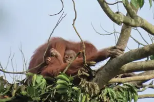 Kompleksnya Perdagangan Satwa Liar Ilegal, Aktor Utama Makin Sulit Diburu