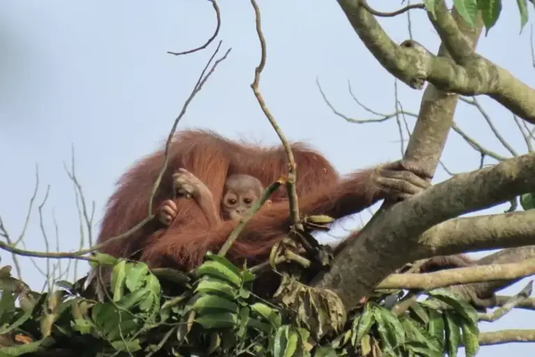Kompleksnya Perdagangan Satwa Liar Ilegal, Aktor Utama Makin Sulit Diburu