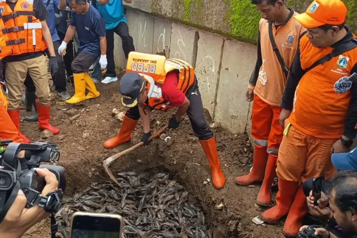 Polemik Ikan Sapu-sapu: Dikubur Hidup-hidup Dikritik, Dijadikan Pakan Ternak Dinilai Berbahaya