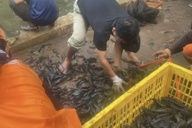 Respons Kritik MUI, Pemkot Jaksel Ubah Metode Pemusnahan Ikan Sapu-sapu dengan Cara Ini