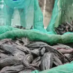 Kenapa Ikan Sapu-sapu Mendominasi Sungai Jakarta? Peneliti BRIN: Mereka Punya “Baju Besi”