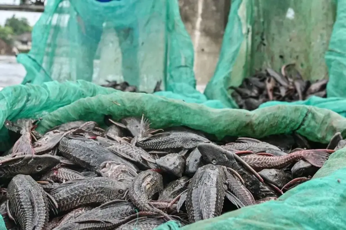 Kenapa Ikan Sapu-sapu Mendominasi Sungai Jakarta? Peneliti BRIN: Mereka Punya “Baju Besi”