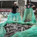 Dikritik MUI, Pemprov DKI Akui Sulit Musnahkan Ikan Sapu-sapu Satu per Satu