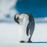 Penguin Kaisar Antartika Kini Berstatus Terancam Punah karena Perubahan Iklim, 9 Tahun Populasinya Turun 10 Persen