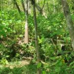 Kotak Sumbangan Pernikahan di Gunungkidul Dicuri, Korban Menangis, Uang Rp 15 Juta Lenyap