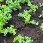 Manfaatkan Lahan 4×8 Meter, Jurnalis di Maumere Panen Sayur dan Raup Cuan