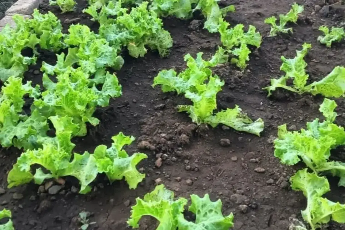 Manfaatkan Lahan 4×8 Meter, Jurnalis di Maumere Panen Sayur dan Raup Cuan