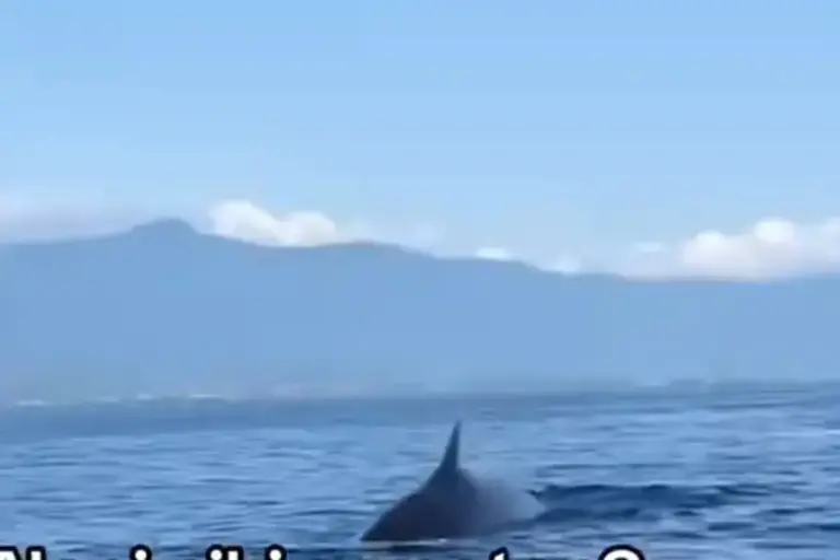 Viral Kemunculan Paus Minke di Bali, Peneliti Ungkap Penyebabnya