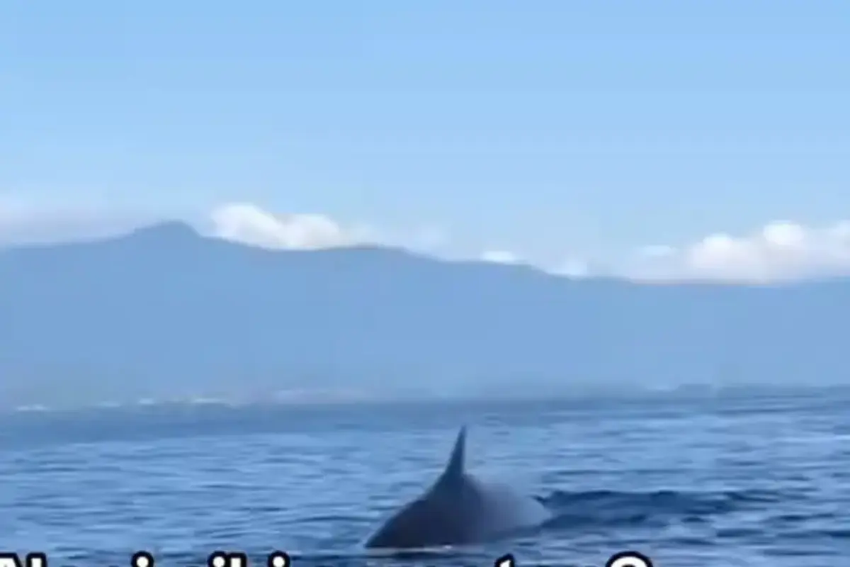 Viral Kemunculan Paus Minke di Bali, Peneliti Ungkap Penyebabnya