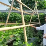 Cerita Anggota DPRD Jabar Terapkan Pertanian Organik Terpadu di Pekarangan Rumah