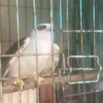 Warga Tabanan Bali Selamatkan Elang Tikus yang Terjebak Getah Lengket