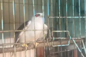 Warga Tabanan Bali Selamatkan Elang Tikus yang Terjebak Getah Lengket