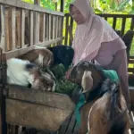 Kisah Ibu Tunggal di Ngawi, Ternak Kambing dari Nol hingga Kuliahkan Anak di UGM
