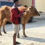 Marak Pencurian Sapi Jelang Idul Adha, Kades se-Bangkalan Desak Polisi Tangkap Pelaku