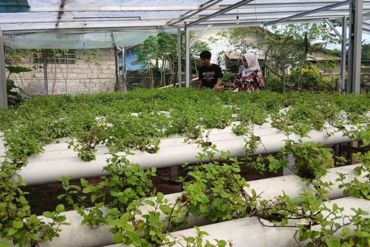 Harum Cuan Daun Mint dari Pekarangan, Kisah Sukses Urban Farming di Pangkalpinang