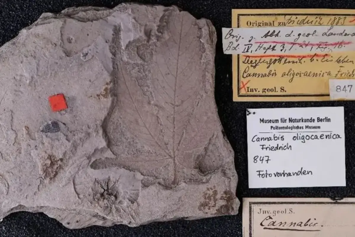 Fosil Ganja Tertua di Dunia Ditemukan: Berusia 56 Juta Tahun, Jauh Sebelum Ada Manusia